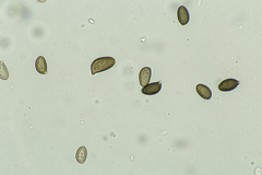Agaricus crocodilinus