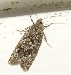 Zeiraphera canadensis