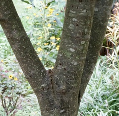 Pyrus pyrifolia