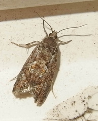 Zeiraphera canadensis