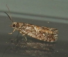 Zeiraphera canadensis