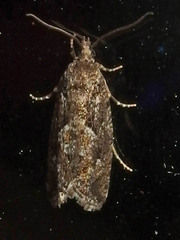 Zeiraphera canadensis