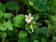 Oxalis alpina