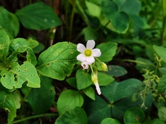 Oxalis alpina
