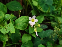 Oxalis alpina