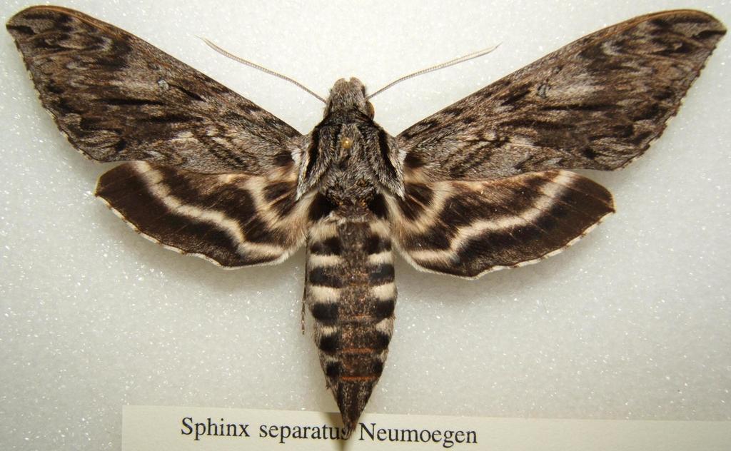 Separated Sphinx