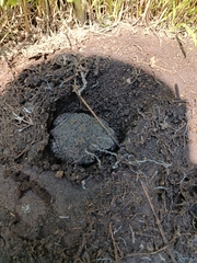 Anaxyrus compactilis