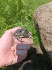 Anaxyrus compactilis