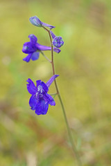 Delphinium bicolor bicolor