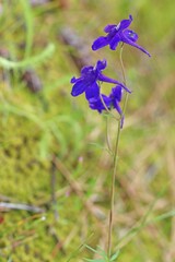 Delphinium bicolor bicolor