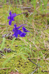 Delphinium bicolor bicolor