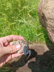 Anaxyrus compactilis