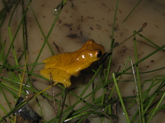 Dendropsophus minutus