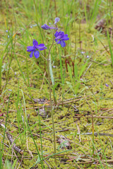 Delphinium bicolor bicolor