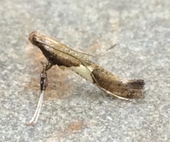 Caloptilia stigmatella