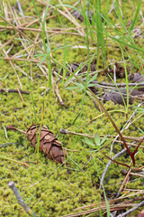 Delphinium bicolor bicolor