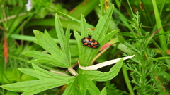 Cercopis vulnerata