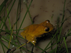 Dendropsophus minutus