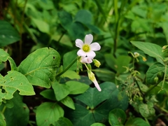 Oxalis alpina