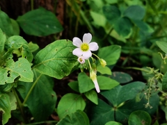 Oxalis alpina