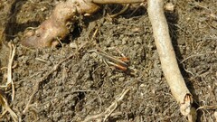 Gomphocerippus rufus