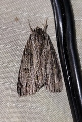 Acronicta lithospila