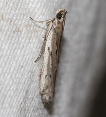 Phycitodes binaevella