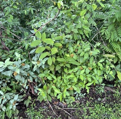 Psychotria horizontalis