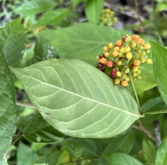 Psychotria horizontalis