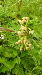 Epipactis
