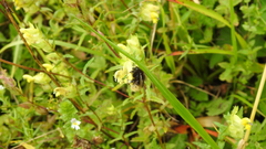 Bombus wurflenii
