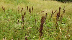 Rumex alpinus