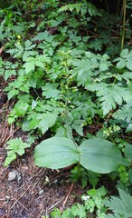 Neottia ovata