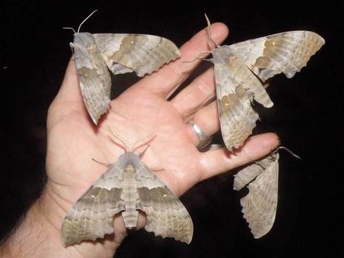 Western Poplar Sphinx