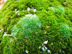 Bryophyta