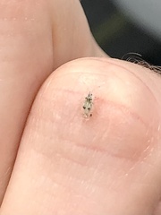 Corythucha confraterna