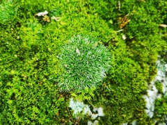Bryophyta