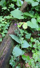 Epipactis atrorubens