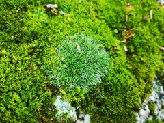Bryophyta