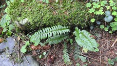 Polystichum lonchitis
