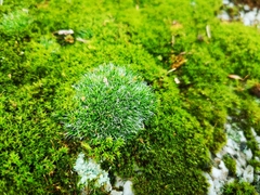 Bryophyta