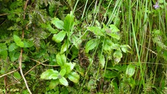 Hylotelephium telephium