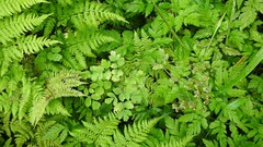 Thalictrum aquilegiifolium