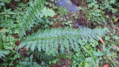 Polystichum aculeatum
