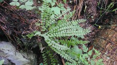 Asplenium viride