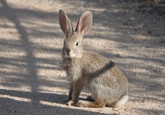 Sylvilagus audubonii
