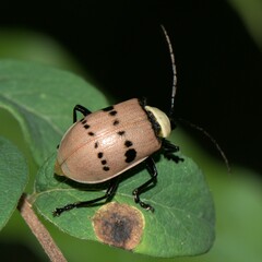 Meristata spilota