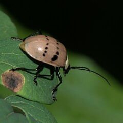 Meristata spilota
