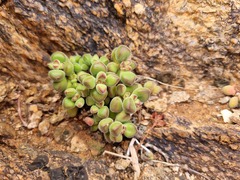 Crassula sericea