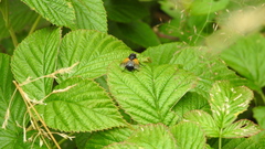 Mesembrina meridiana